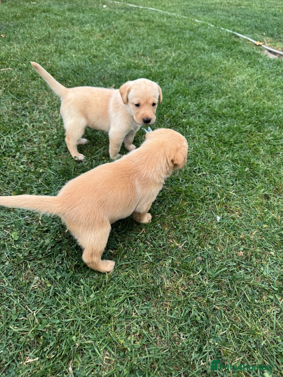 Labrador Retriever dogs for sale: Labrador puppies - Image 13