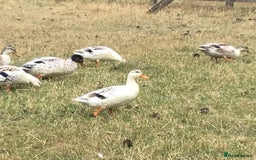 Ducks poultry for sale: Miniature Silver Appleyard Pairs - Image 4