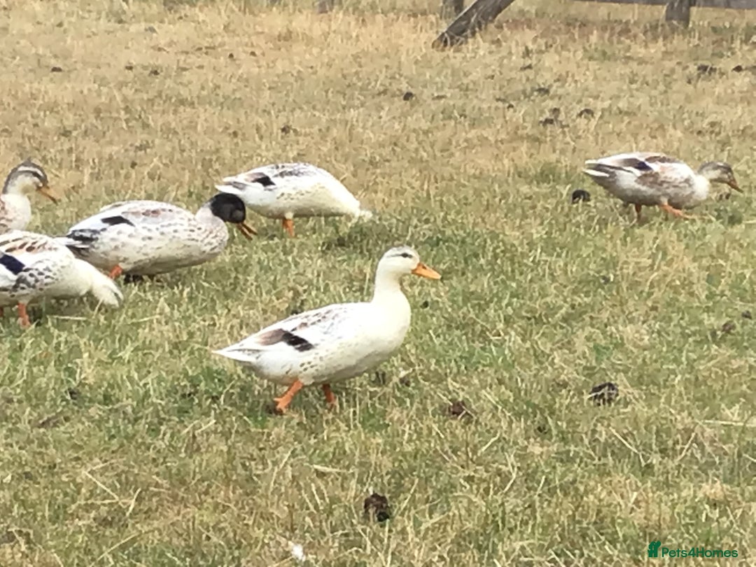 Ducks poultry for sale: Miniature Silver Appleyard Pairs - Image 4