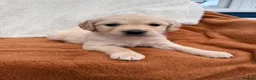 Golden Retriever dogs for sale: KC Registered Golden Retriever Puppies  in Tenterden - Advert 29