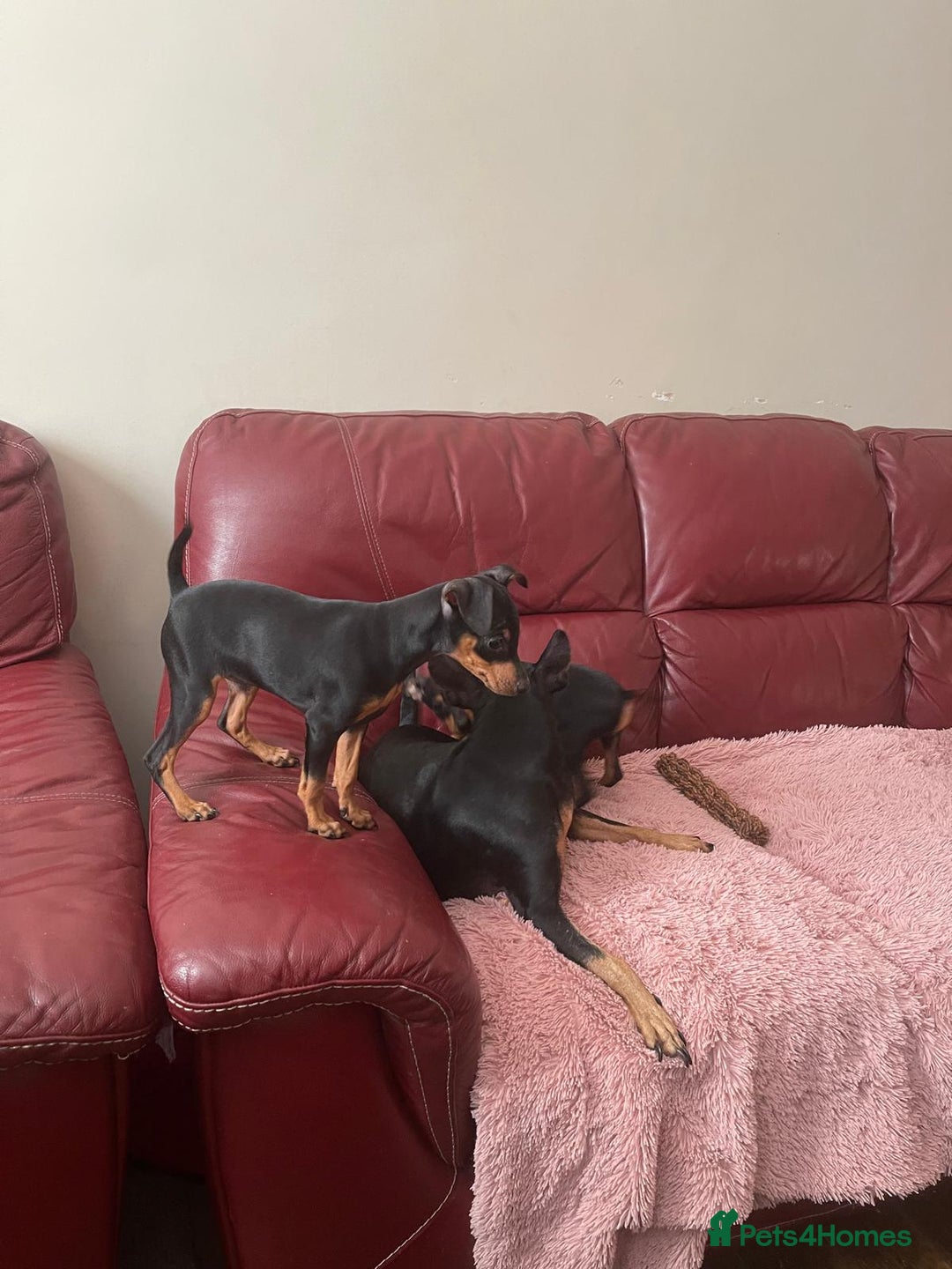 Miniature Pinscher dogs for sale: Beautiful Miniature Pinscher . - Advert 12