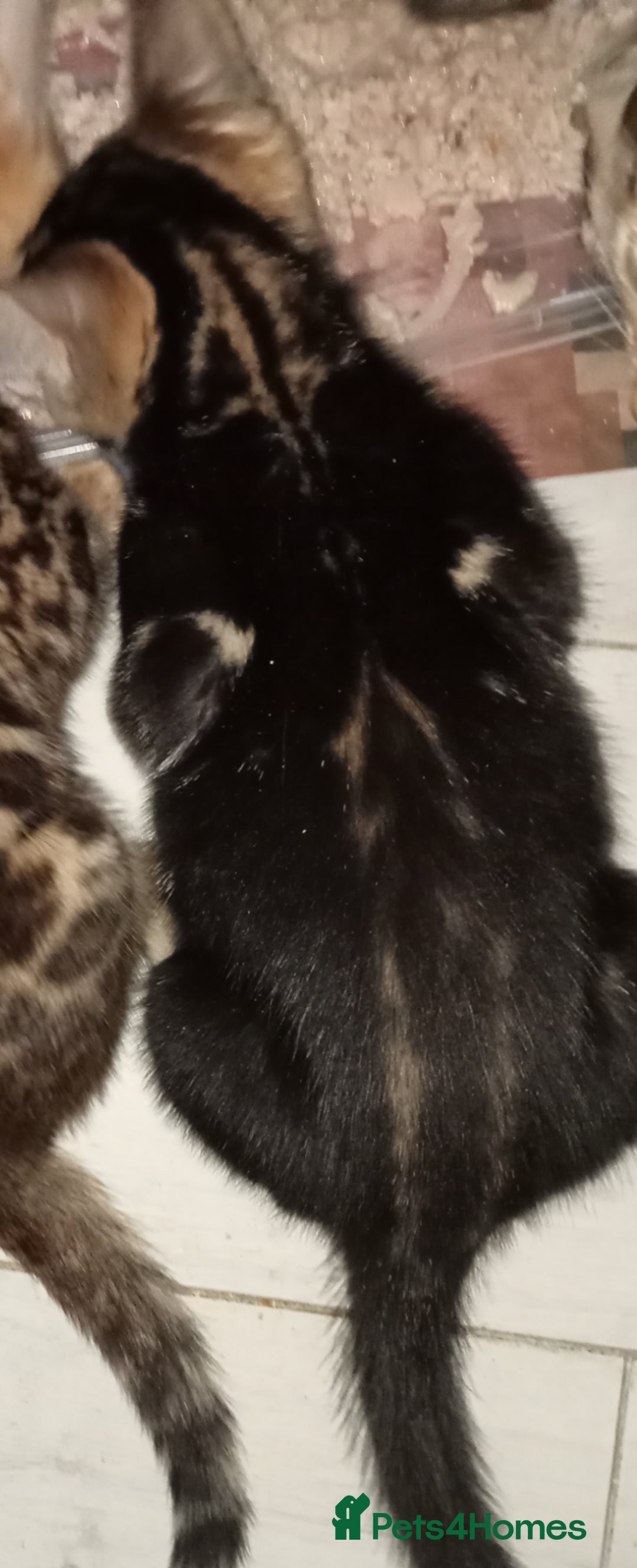 Bengal cats for sale: Best of Bengal - Image 8