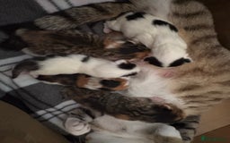 Domestic Shorthair cats for sale: 5 Domestic Shorthair Kittens - Image 1