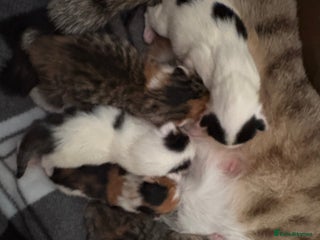 Domestic Shorthair cats - Advert 30