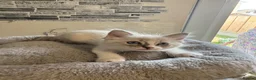Ragdoll cats for sale: Stunning Ragdoll kittens - Advert 29