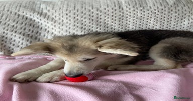 German Shepherd dogs - Advert 2