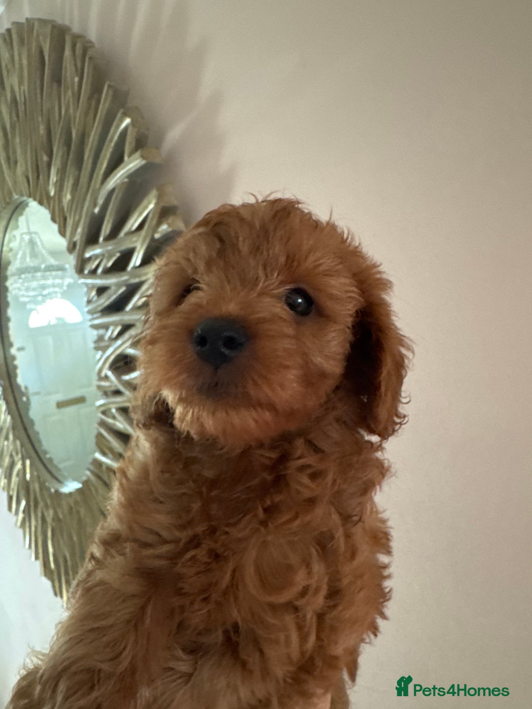 Cavapoo dogs for sale: Beautiful TOY Cavapoo puppies  - Image 11