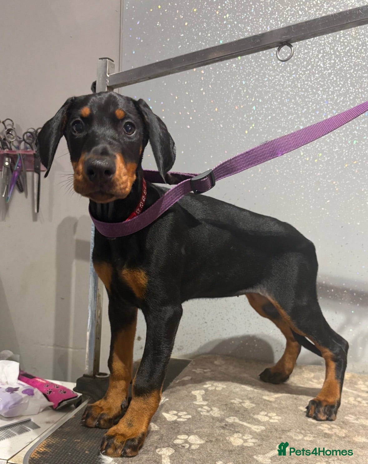Dobermann dogs Ready now Kc Health tested Black & Tan girls  - Advert 5