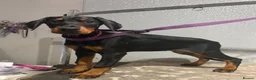 Dobermann dogs for sale: Ready now Kc Health tested Black & Tan girls  - Advert 1