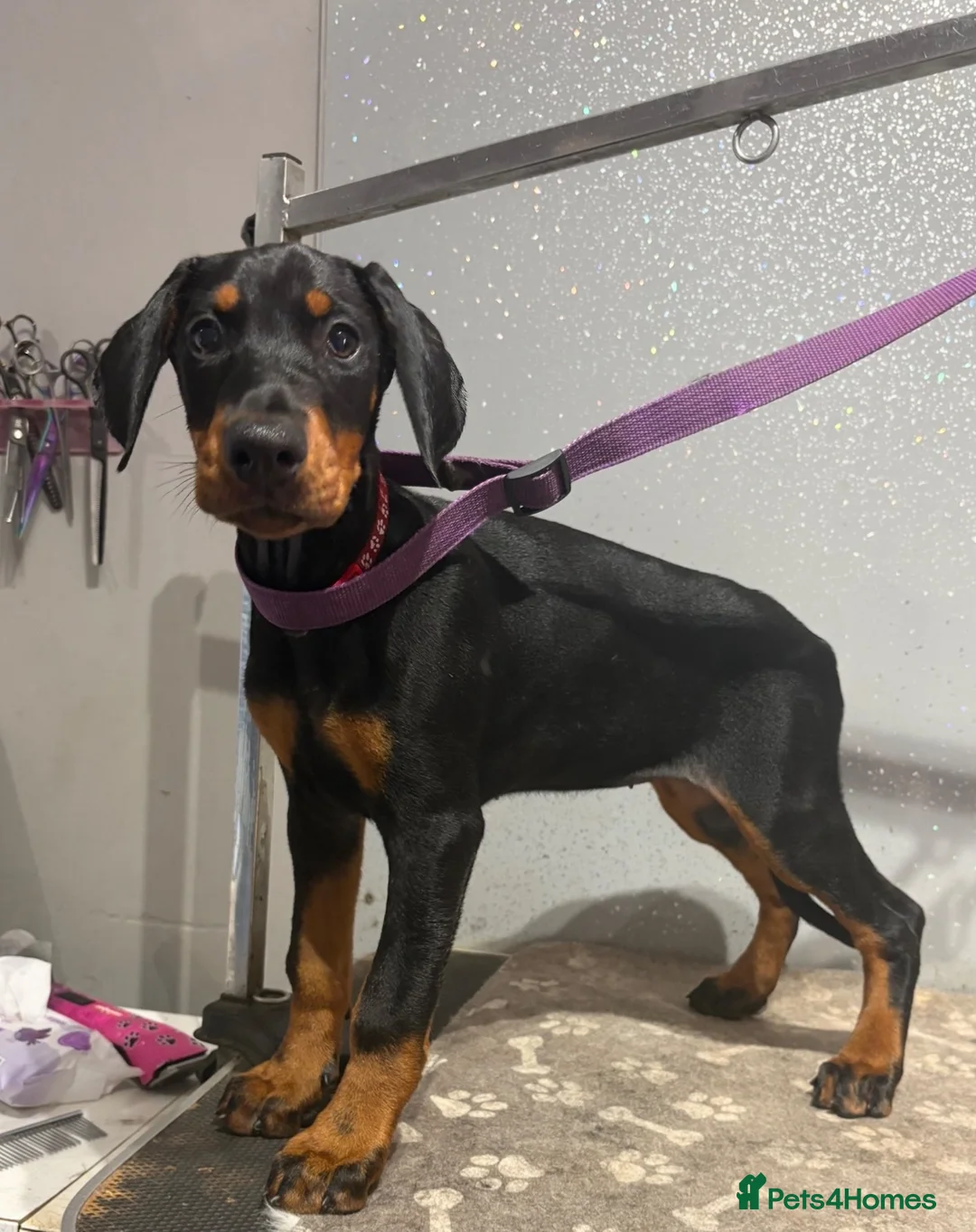 Dobermann dogs for sale: Ready now Kc Health tested Black & Tan girls  - Advert 1