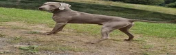 Weimaraner dogs for sale: KC reg Weimaraner Puppies  - Advert 4