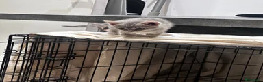 Bengal 4