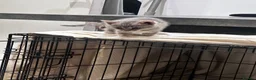 Bengal cats for sale: Bengal kittens for sale  - Advert 8