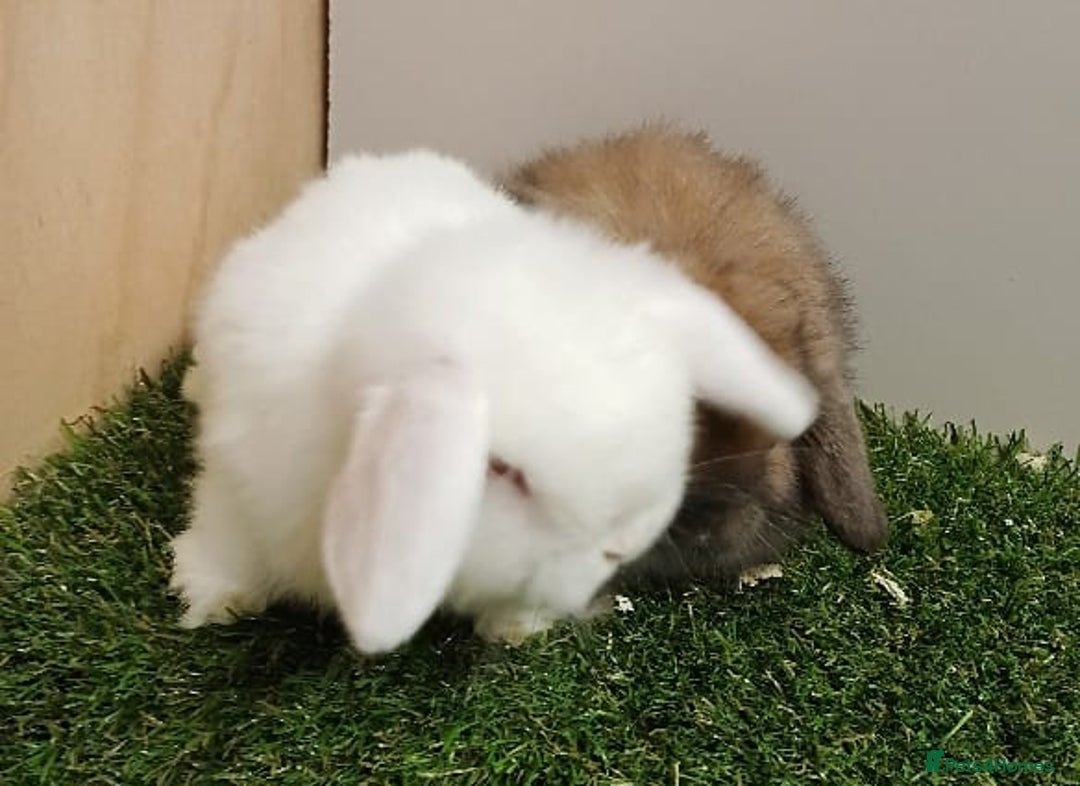 Mini Lop rabbits for sale: Vaccinated wellhandled Mini Lop-please read advert - Advert 5