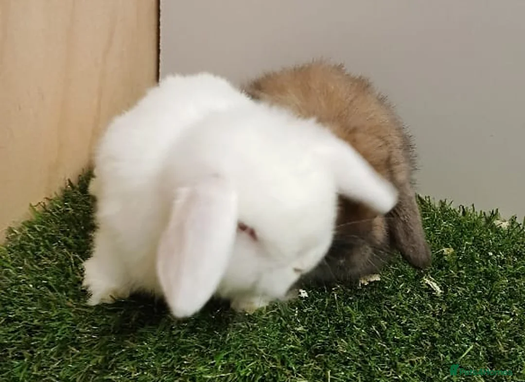 Mini Lop rabbits for sale: Vaccinated wellhandled Mini Lop-please read advert - Advert 3