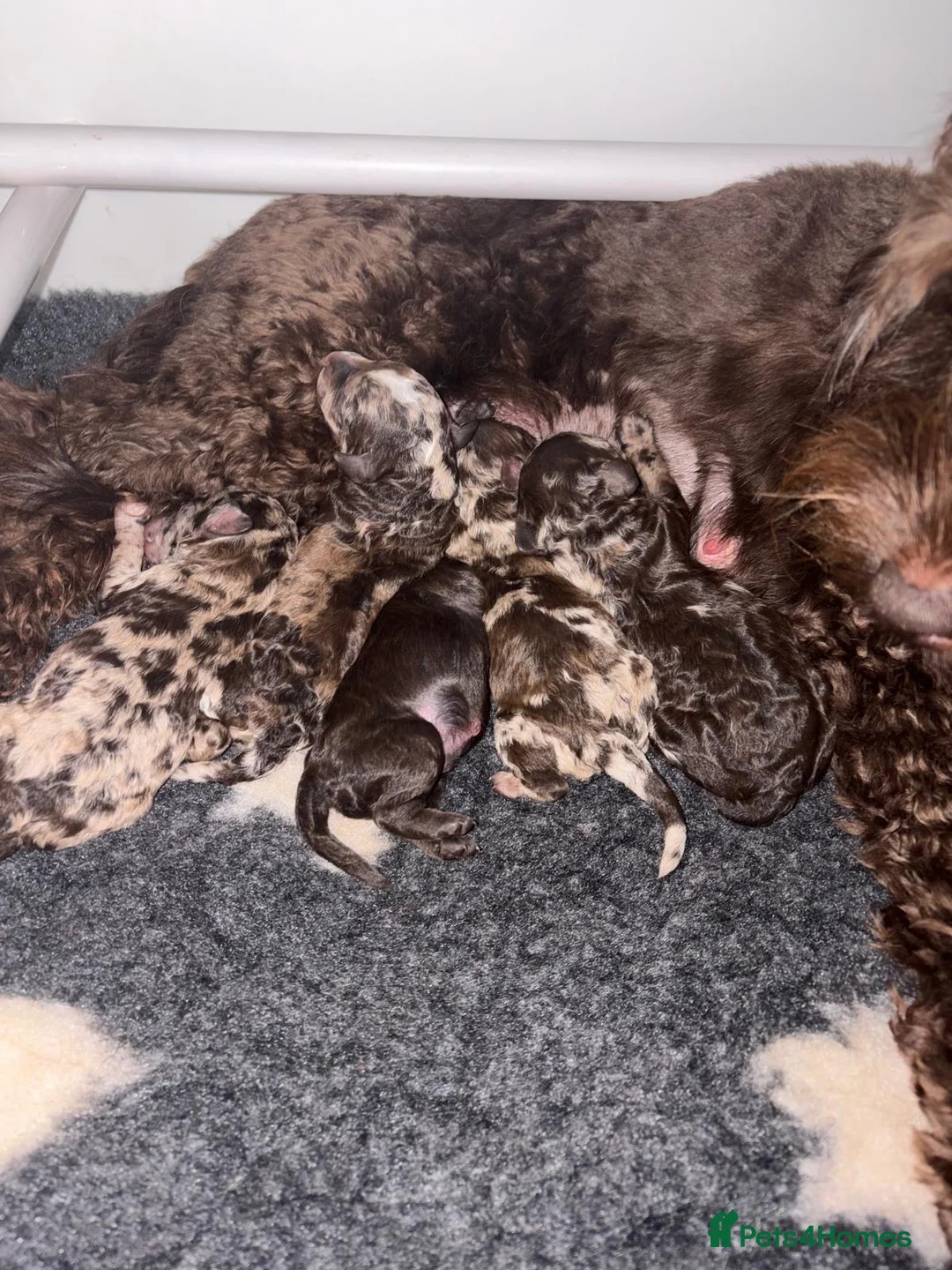 Miniature Poodle dogs for stud: 🐩 OZZIE–CHOCOLATE MERLE MINIATURE POODLE STUD 🐩 - Advert 15