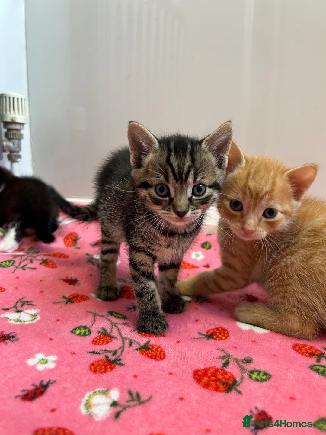Mixed Breed cats for sale: Last two left in Stevenage - Advert 4