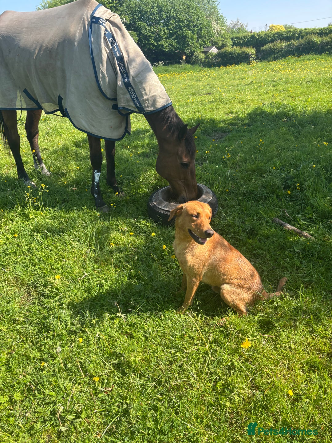 Labrador Retriever dogs for stud: Red Labrador Stud Dog - Image 18