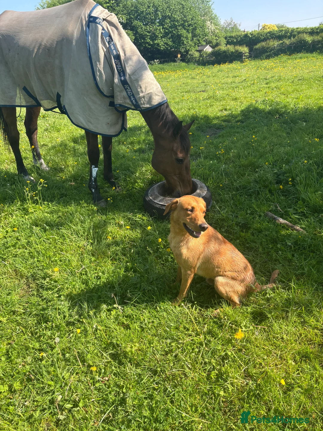 Labrador Retriever dogs for stud: KC Labrador for Stud 16 Champions in Lineage - Advert 18