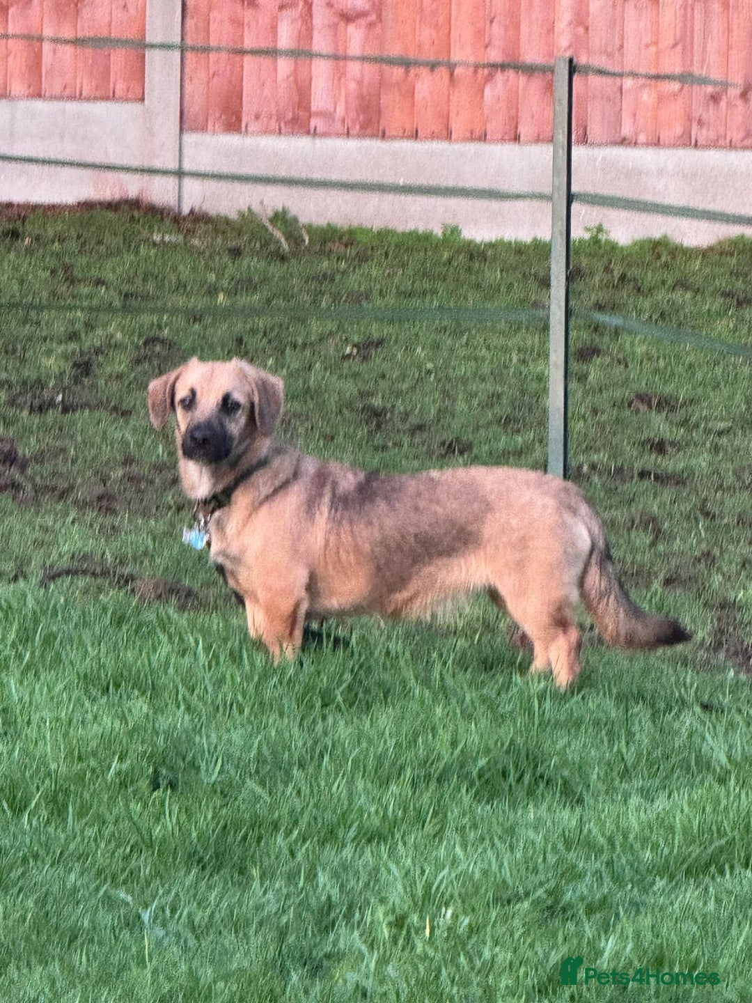 Mixed Breed dogs for adoption: ROLO  - Advert 5