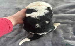 Sheepadoodle dogs for sale: unique sheepadoodles due - Image 17