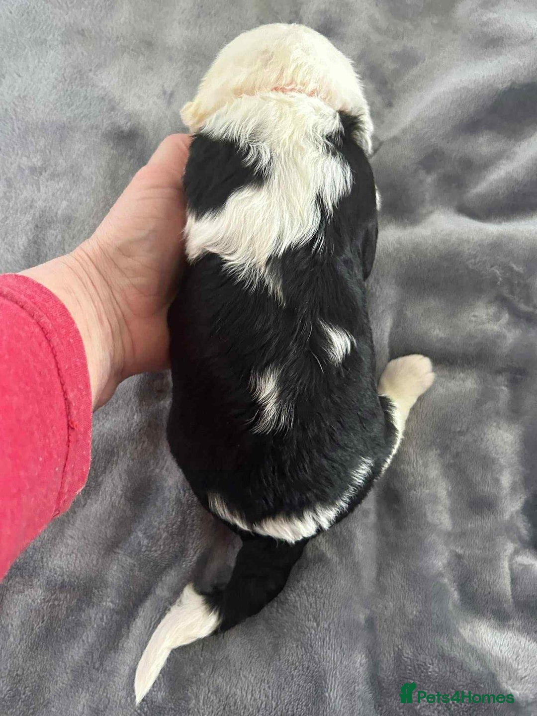 Sheepadoodle dogs for sale: unique sheepadoodles due - Image 17