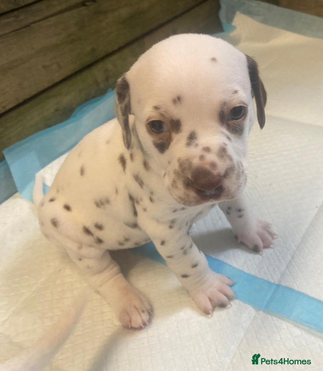 Dalmatian dogs for sale: KC Dalmatian Puppies  - Image 16