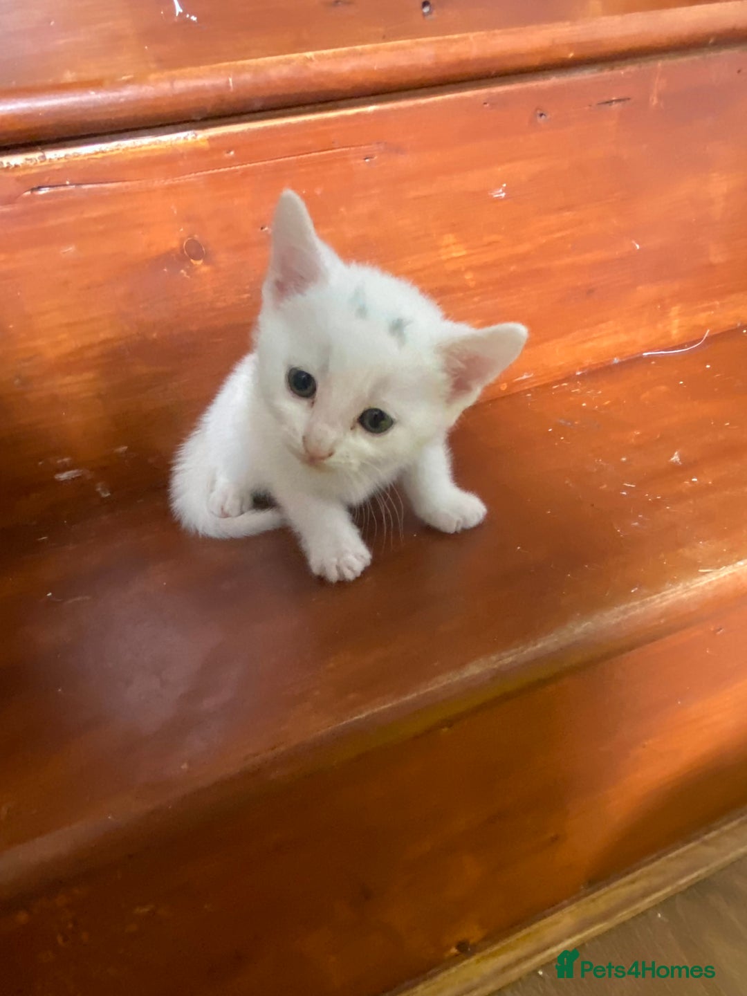 Mixed Breed cats for sale: Kittens  - Image 1