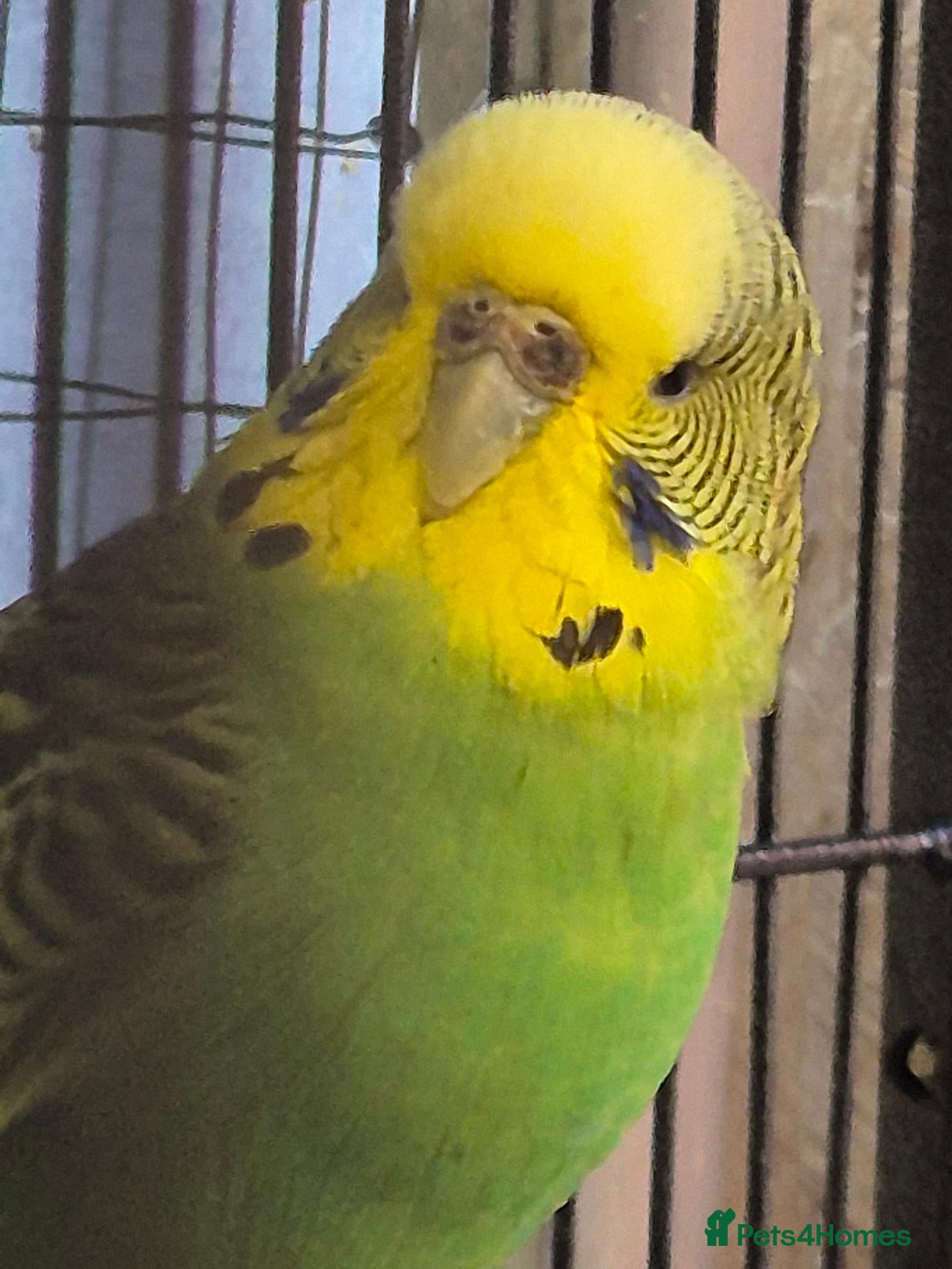 Budgerigars birds for sale: Hens for breeders - Advert 1
