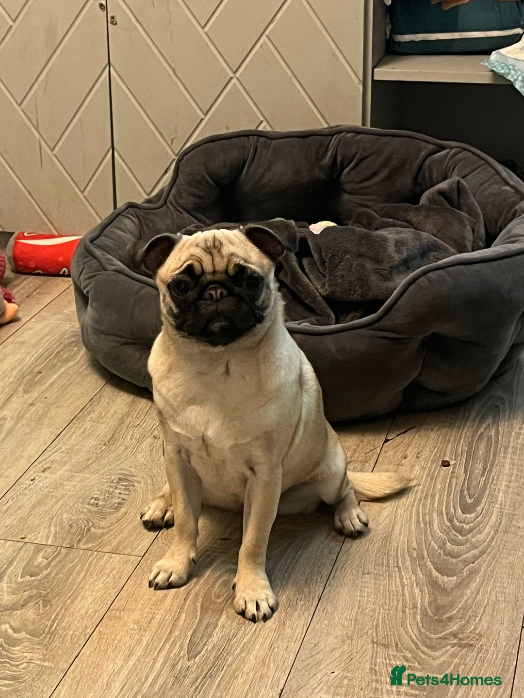 Pug dogs for sale: Sad sad sale 1 year old pug bitch  - Advert 1