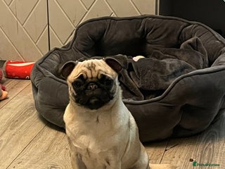 Pug dogs Sad sad sale 1 year old pug bitch - Advert 5