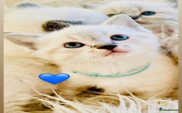 Ragdoll cats for sale: Ragdoll kittens for sale - Image 23