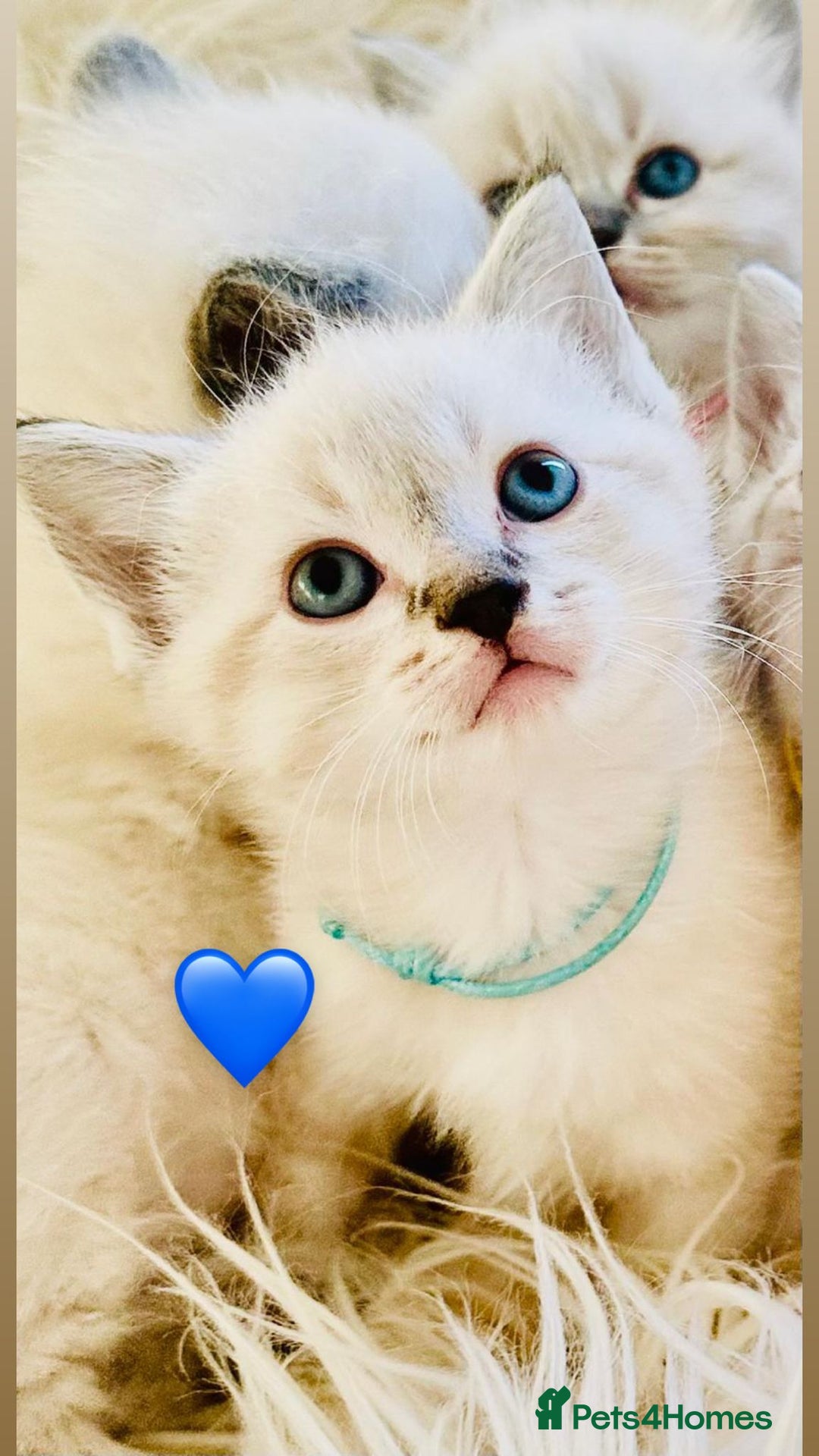 Ragdoll cats for sale: Ragdoll kittens for sale - Image 23
