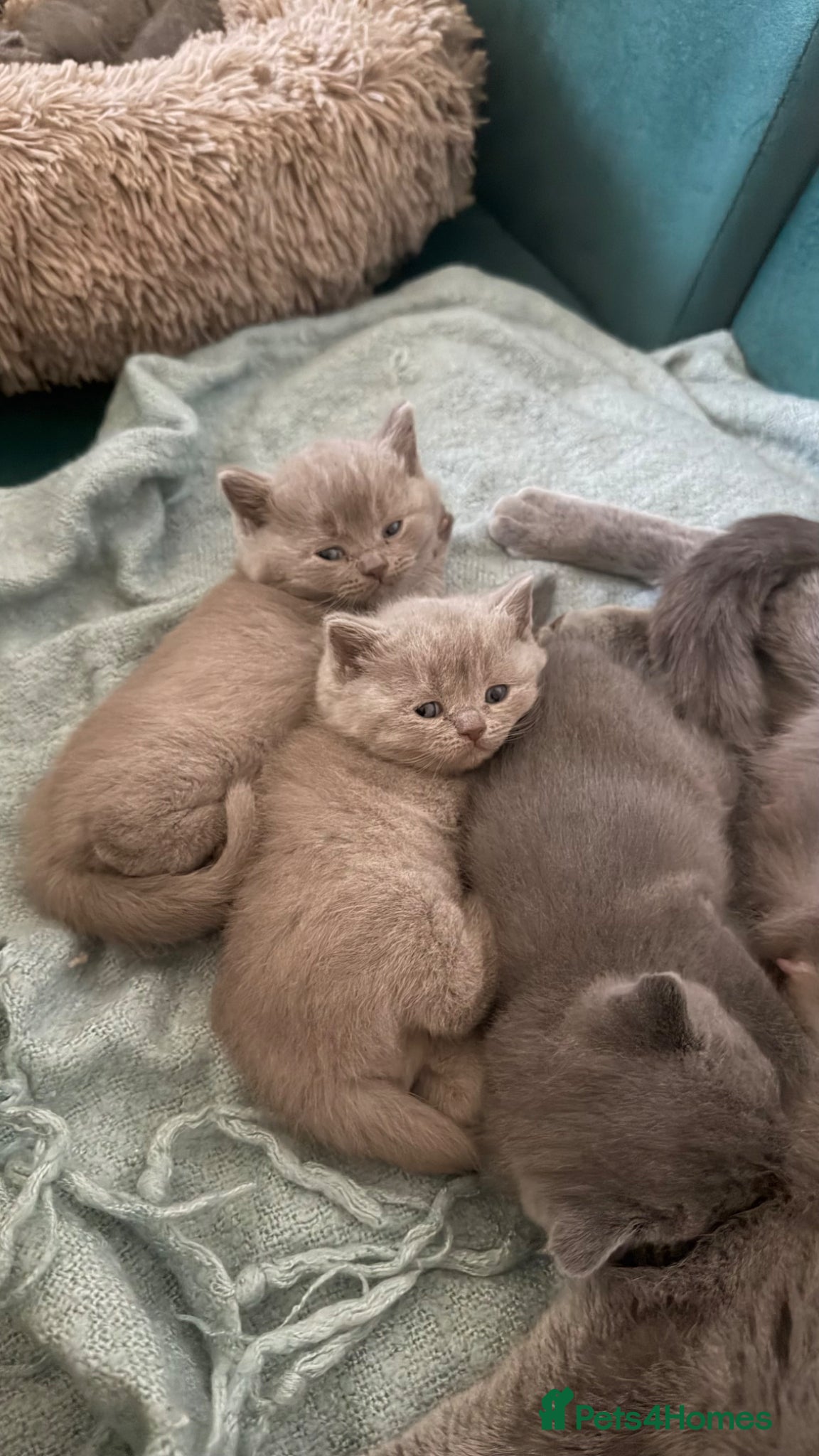 British Shorthair cats British shorthair and few Scottish fold for sale  - Advert 1