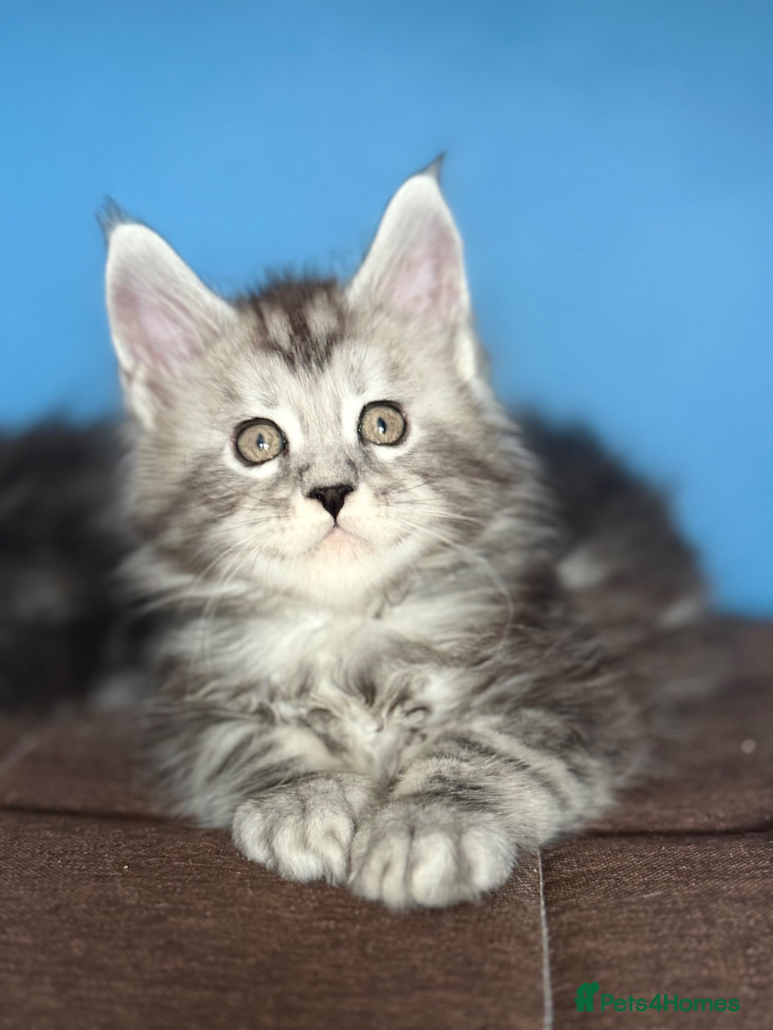 Maine Coon cats Polydactyl and non-polydactyl kittens  - Advert 1