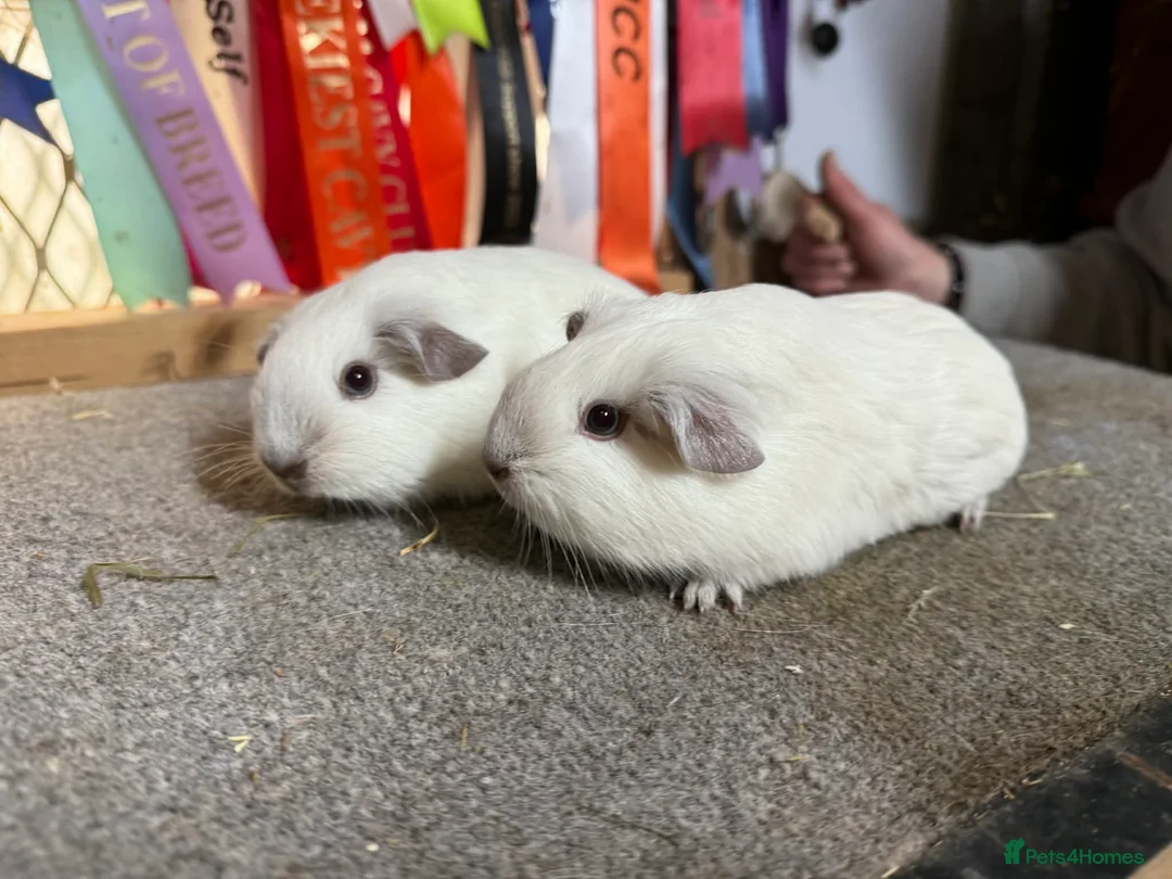 Guinea Pig rodents for sale: 2 x Chocolate point white Californian sows - Advert 8