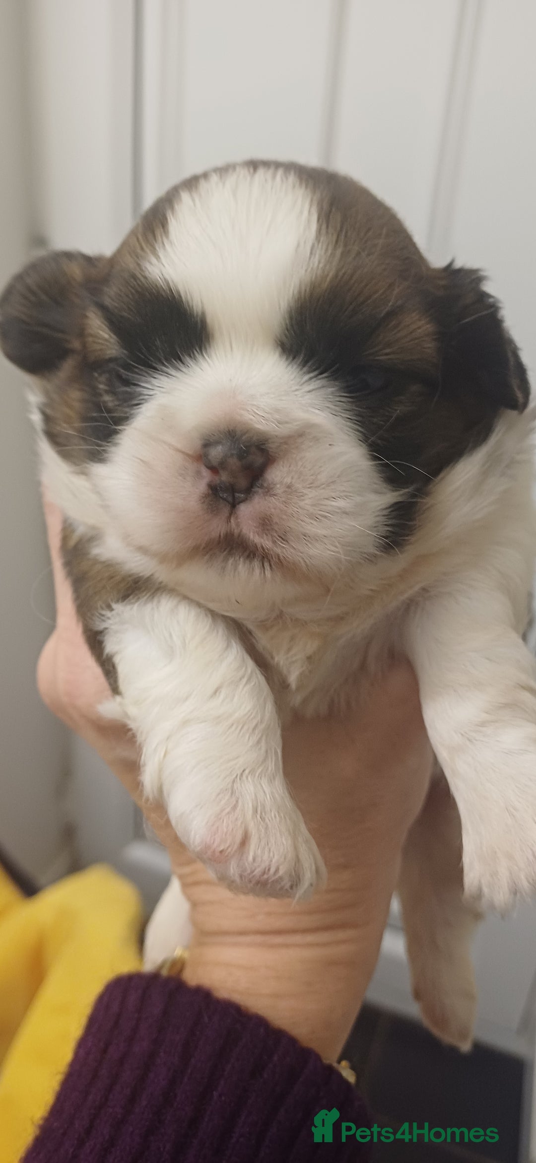 Shih Tzu dogs for sale: 3 lovely girl shih tzu puppies  - Advert 12