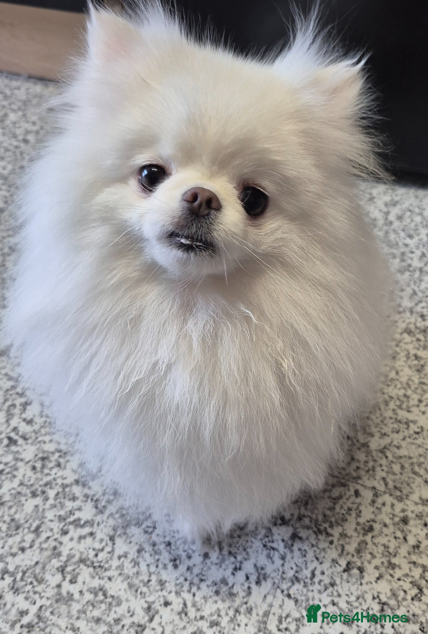 Pomeranian dogs Small pomeranians white - Advert 1