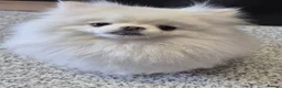 Pomeranian dogs for sale: Small pomeranians white - Advert 3