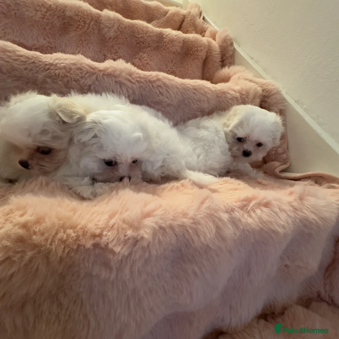 Maltese dogs for sale: Korean Maltese puppy’s available  - Advert 14