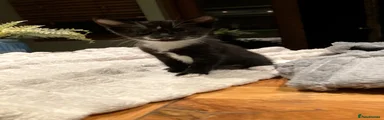 Kitten 9