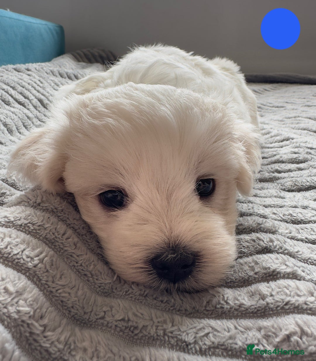 Maltese dogs for sale: Cute Maltese Puppies Looking for Loving Homes🇬🇧  - Image 20