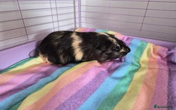 Guinea Pig rodents for sale: Two Male Guinea Pigs - Image 3