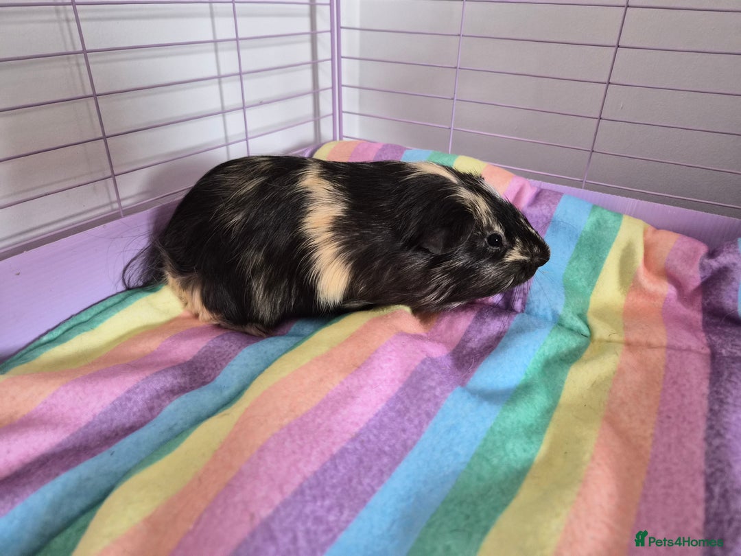 Guinea Pig rodents for sale: Two Male Guinea Pigs - Image 3