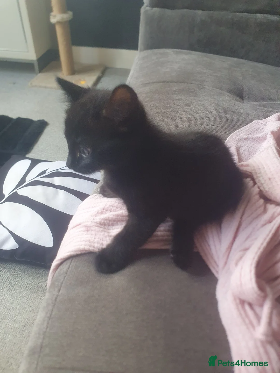 Mixed Breed cats for sale: Bengal X - Advert 13