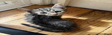Mixed Breed Kitten 5