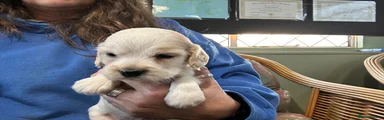 Cocker Spaniel 1