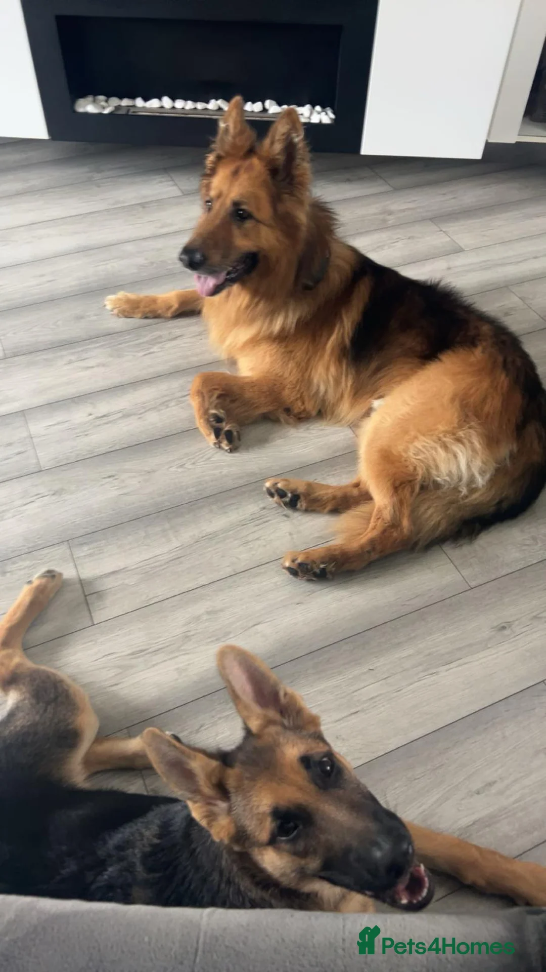 German Shepherd dogs for sale: German Shepherd puppies  in Wolverhampton - Advert 2