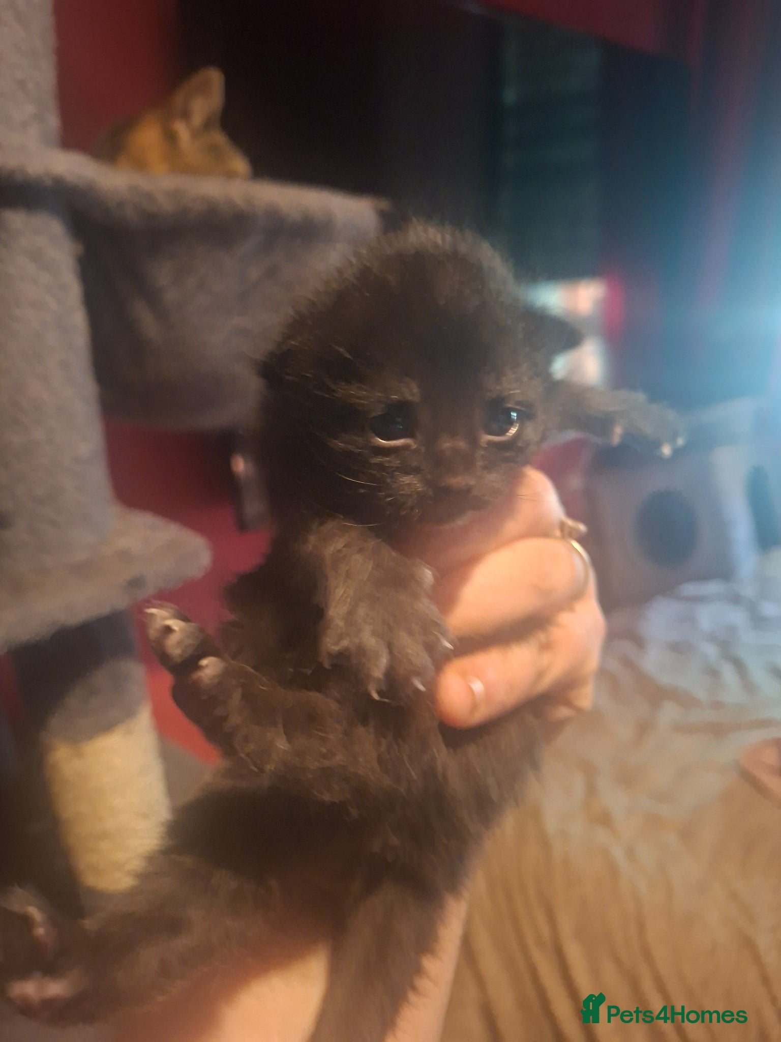 Mixed Breed cats 10 gorgeous kittens ALL GONE - Advert 16