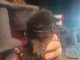 Mixed Breed cats 10 gorgeous kittens ALL GONE - Advert 16